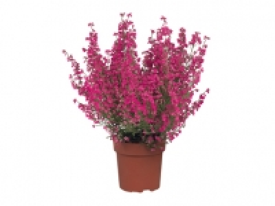 Erica Gracilis CHF 1.99
