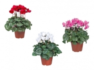 Alpenveilchen CHF 2.49