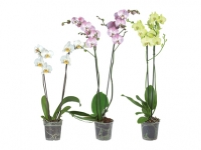 Phalaenopsis-2-Stieler CHF 7.95