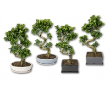 Ficus Ginseng