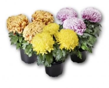 Chrysantheme 3-Baller CHF 3.99