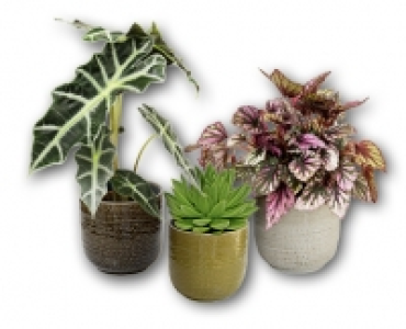 Exklusive Grunpflanze CHF&nbsp;7.99