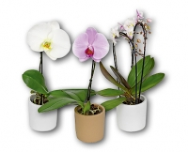 Exklusive Orchidee CHF 12.99