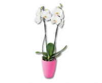 Aldi Suisse  Orchidee «Pink Ribbon»