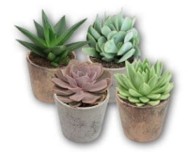 Sukkulenten Mix CHF 6.99