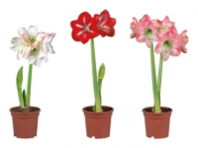 Amaryllis 2-Stieler