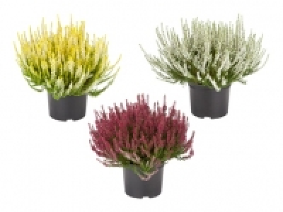 Calluna Vulgaris XXL CHF 4.99