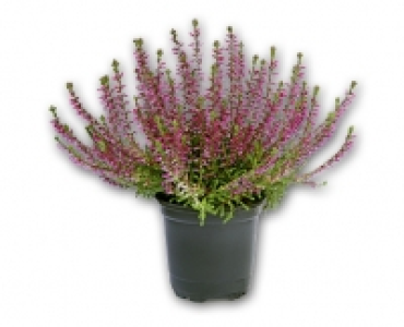 Calluna CHF 1.39