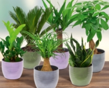 Exklusive Grunpflanze CHF&nbsp;12.99