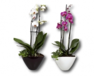 Phalaenopsis 3 Trieber CHF&nbsp;19.99