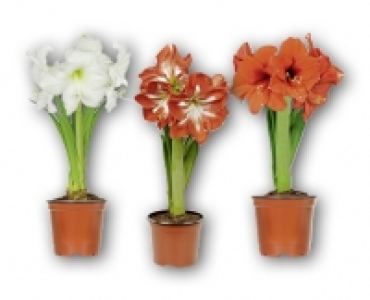 Amaryllis CHF 3.99