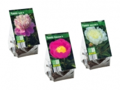 Pfingstrosenknollen CHF 3.49