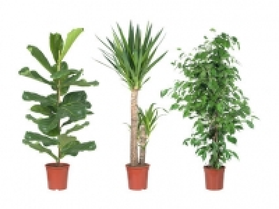 Grosser Grünpflanzenmix CHF 16.99