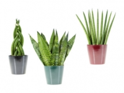 Sanseveria Mix CHF 3.99