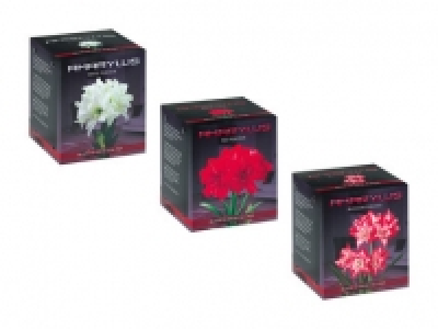 Amaryllis-Zwiebel im Faltkarton CHF 5.99
