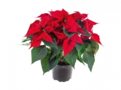 Weihnachtsstern-Busch CHF 5.99