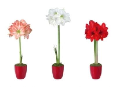 Amaryllis in roter Keramik CHF 4.99