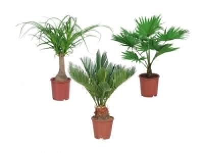 Exklusiver Palmenmix CHF 7.99