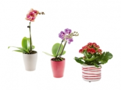Mini Blühpflanzen in Keramik CHF 3.99