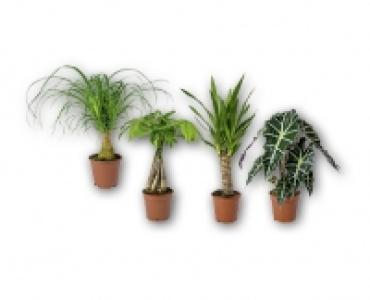 Exklusiver Palmenmix CHF 7.99