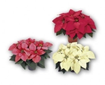 Weihnachtsstern CHF 2.49