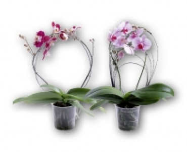 Orchidee CHF 12.95
