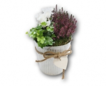 Pflanzenarrangement CHF 8.99