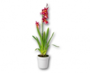 Orchidee CHF 7.99