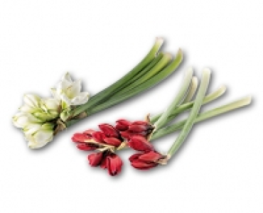 Amaryllis CHF 2.49