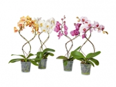 Phalaenopsis Tornado CHF 14.99