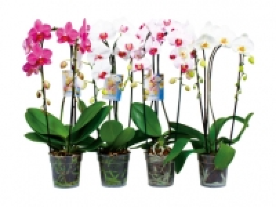 Phalaenopsis Cascade CHF 13.99