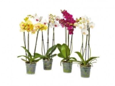Phalaenopsis 3-Stieler CHF 12.99
