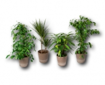 Grunpflanze CHF 19.95
