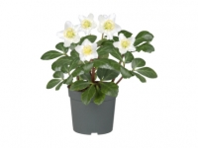 Christrose (Helleborus Niger) CHF 3.99