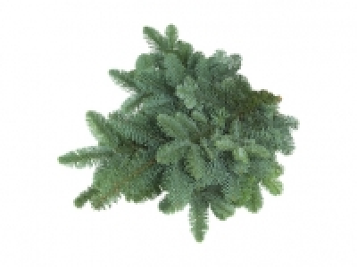 Tannenzweige der Nobilistanne CHF 1.99