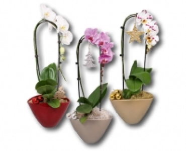 Phalaenopsis Cascade CHF 14.99