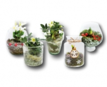 Weihnachtliches Glasarrangement CHF 12.99