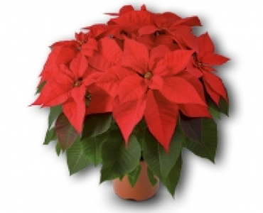 Weihnachtsstern CHF 2.99
