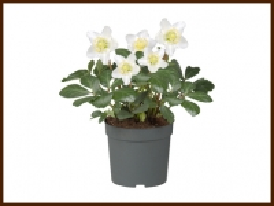 Christrose (Helleborus Niger) CHF 3.49