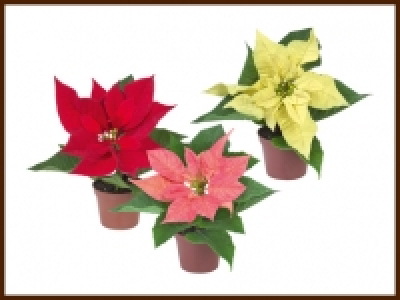 Weihnachtsstern «mini» CHF 0.99