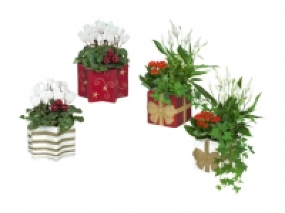 Blühpflanzen in Weihnachtskeramik CHF 7.99
