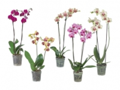Phalaenopsis 2-Stieler CHF 7.95
