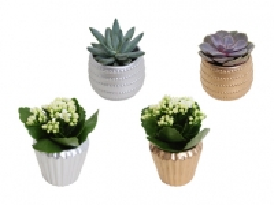 Kalanchoe und Sukkulenten in Keramik CHF 2.99