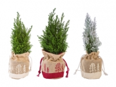 Weihnachtskonifere CHF 2.99