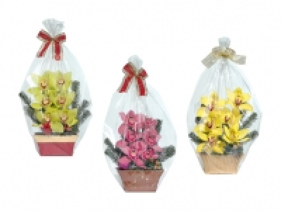 Weihnachts-Orchideen 6er-Gesteck CHF 9.99