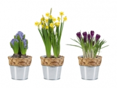 Blumenzwiebeln im Wassergrastopf CHF 3.99