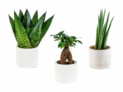 «Easy care» Keramikpflanzen CHF 4.99