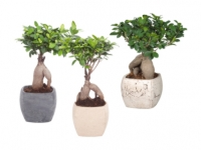 Ficus Ginseng in Viereck-Keramik CHF 14.99