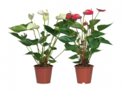 Anthurium Andreanum CHF 6.99