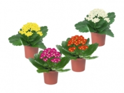 Mini Kalanchoe CHF 1.49